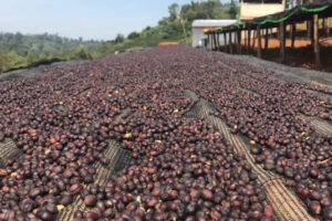 Ethiopia Organic Guji Dimtu Tora G1 Natural