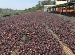 Ethiopia Organic Guji Dimtu Tora G1 Natural