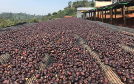 Ethiopia Organic Guji Dimtu Tora G1 Natural