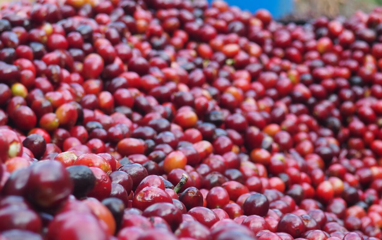 Ethiopia Organic Yirgacheffe Chelchele G2 Natural