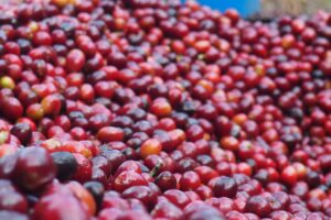 Ethiopia Organic Yirgacheffe Chelchele G2 Natural