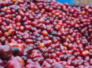 Ethiopia Organic Yirgacheffe Chelchele G2 Natural