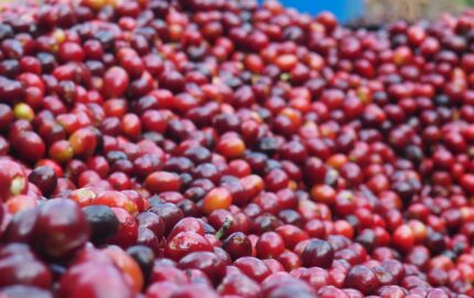 Ethiopia Organic Yirgacheffe Chelchele G2 Natural