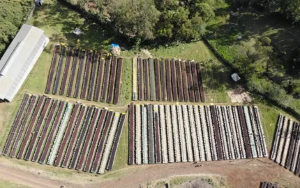 Ethiopia Organic Guji Uraga G2 Washed