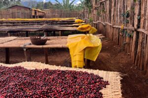 Ethiopia Sidama Organic Worku Buche G1 Natural Coffee