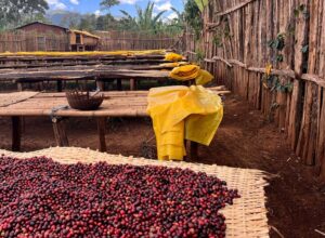 Ethiopia Sidama Organic Worku Buche G1 Natural Coffee
