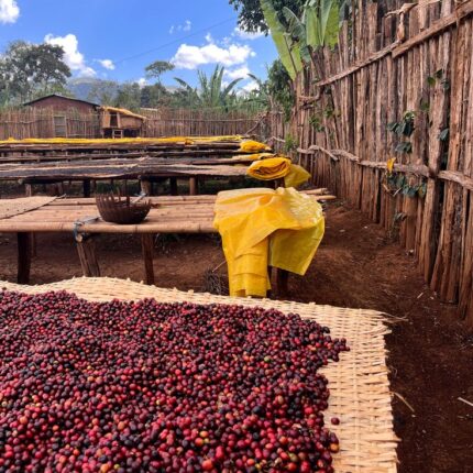 Ethiopia Sidama Organic Worku Buche G1 Natural Coffee