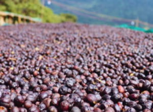 Ethiopia Guji Danbi Udo G2 Natural