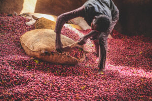 Ethiopia Organic Sidama Bura Hamasho G1 Natural