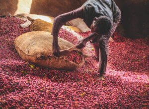 Ethiopia Organic Sidama Bura Hamasho G1 Natural