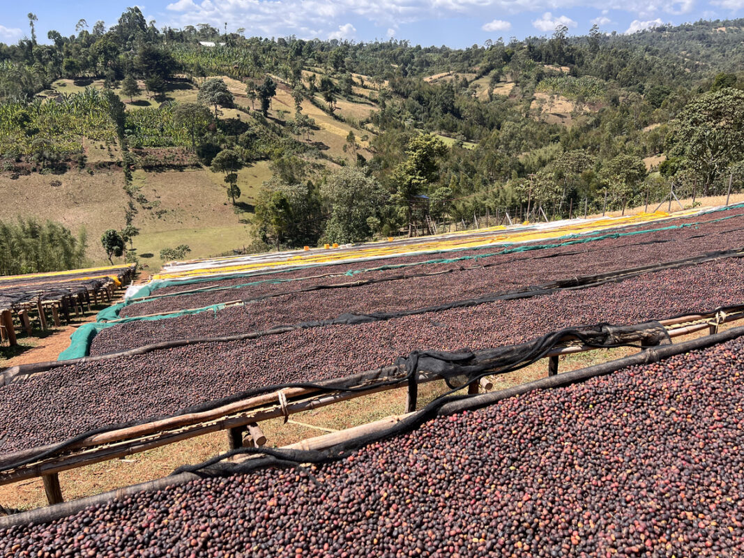 Ethiopia Sidama G4 Natural