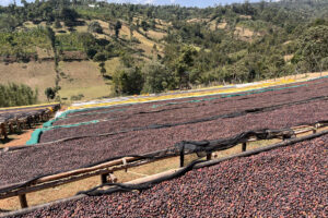 Ethiopia Sidama G4 Natural