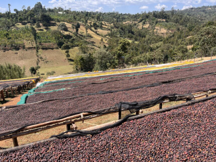 Ethiopia Sidama G4 Natural